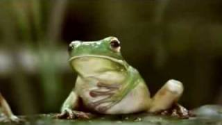 Beatbox Frogs motilliumflv [upl. by Damara]