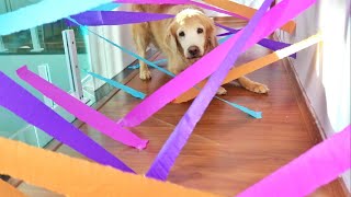 Obstacle Course Challenge CAT vs DOG [upl. by Levine987]