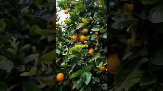 5 Surprising Facts About Citrus × SinensisOrangeTrees [upl. by Julina]