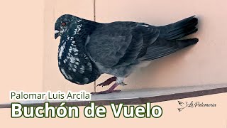 Buchón Gaditano Jerezano Luis Arcila v09 [upl. by Netneuq]