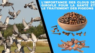 Limportance des clous de girofle pour la santé et le traitement des pigeons [upl. by Ilera]