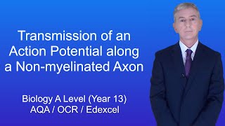 A Level Biology Revision Year 13 quotTransmission of an Action Potential along a Nonmyelinated Axonquot [upl. by Aketahs]