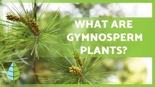 GYMNOSPERM PLANTS 🌲 Characteristics Examples Reproduction and more [upl. by Portuna]