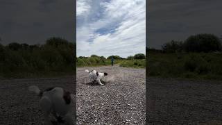 Springer Spaniel on a couple retrieves gundogtraining dogtraining [upl. by Geraud]