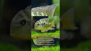 The Argentine Humphead Gymnogeophagus Balzanii [upl. by Peonir]