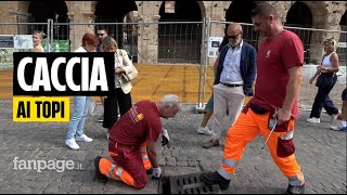 Topi al Colosseo parte la derattizzazione con trappole ed esche nei tombini [upl. by Hanah]