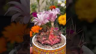 Variegated Gymnocalycium mihanovichii April to August growth and color changes  buds to blooms 2023 [upl. by Lamhaj230]