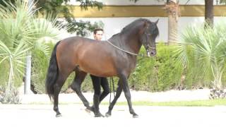 Entrenando un Caballo Andaluz en España Jerez de la Frontera [upl. by Leslie]