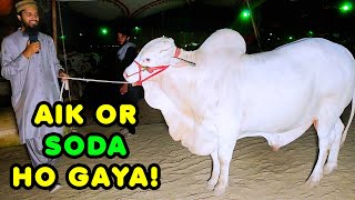 Lambi Bargaining Ke Bad SODA Ho Gaya Northern Bypass Cow Mandi  Cattle Market Karachi  Bakra Eid [upl. by Briana]