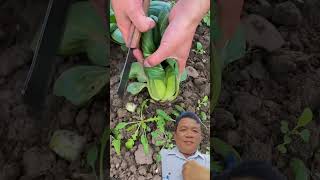 Fresh Spinach Green farming farmer agriculture [upl. by Annirok]