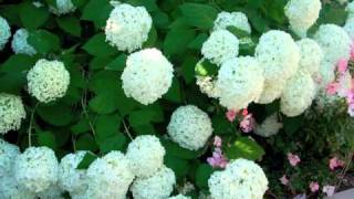 Hydrangea arborescens Annabelle  Smooth Hydrangea [upl. by Leahcimrej603]