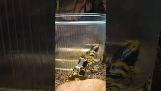 Dendrobates leucomelos с головастиком на спине [upl. by Llenehs]