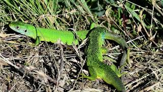 Lacerta viridis viridis Lacerta trilineata major oder was [upl. by Ycnahc595]