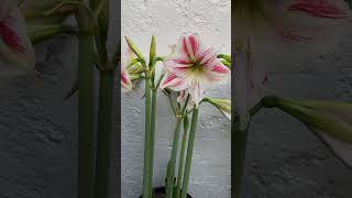 QUE HACER DESPUÉS DE LA FLORACIÓN DE AMARILIS LIRIOS y AZUCENAS hippeastrum amaryllis amaryllis [upl. by Lenz]