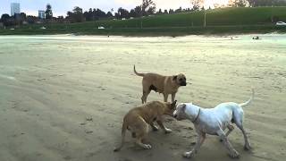 Dogo Argentino vs Bullmastiff  Romel vs Kaiser 2014 [upl. by Follansbee]