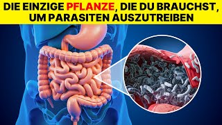 Nur 2 Löffel Vertreiben alle Würmer und Parasiten aus Ihrem Körper [upl. by Gaughan309]