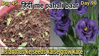 How to grow Lisianthus from seeds  Lisianthus के बीज कैसे उगाए [upl. by Anrym842]