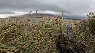 Duck hunt Utah lake [upl. by Gibeon]