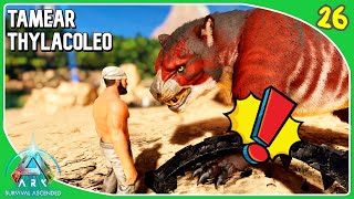 LA MEJOR ESTRATEGIA PARA TAMEAR UN THYLACOLEO  ARK Survival Ascended 26 [upl. by Ynamad872]