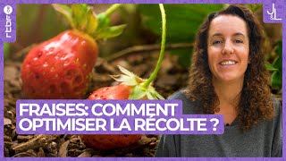 Fraises  comment optimiser sa récolte au potager  Jardins et Loisirs [upl. by Yelyac]