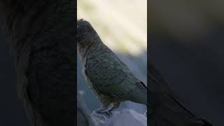 Rare Footage of kea Bird new zealand [upl. by Hafinah]