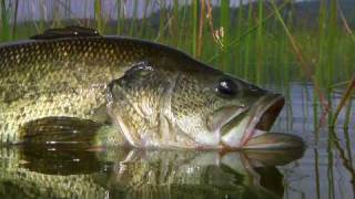 Fly Fishing with Top Water Frog Poppers  Legendary Alpine Bass By Todd Moen [upl. by Linea777]