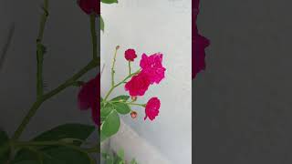 Today bloomedshartsfeed gardening garden rose nature flowers [upl. by Hagep]