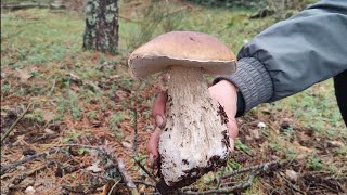 BOLETUS EDULIS MADRID 21102023 ESTOY DE VUELTA [upl. by Rocca852]