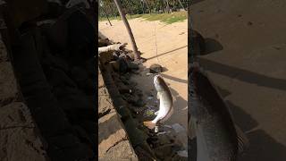 Beach fishing fishing fishingvideo beachfishing fish malayalam [upl. by Fagin]