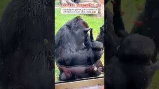 Gorilla small baby is coming gorilla cutfrom shotrs reaction AnimalLoveStories part4 [upl. by Oninrutas690]