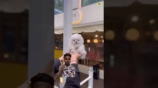 Teacup dog price in India  cute Pomeranian dog  dog pets trend shortvideo viralvideo [upl. by Fadas]