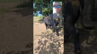 Moving our injured bull into the pen so we can look at his foot footrot mocattlemens EatBeef [upl. by Yerffej]