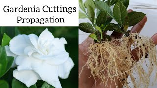 How to grow gardenia plant from cuttings  Gardenia propagation [upl. by Anert516]