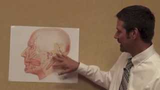 Netters Atlas Cranial Nerve VII Discussed by Todd Hoagland [upl. by Levi]