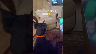 Jack watches TV news 🙄 JackTheDobermann dobby doberman doglife dogtv dogwatchingtv [upl. by Tewfik]