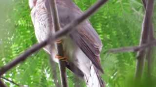 Common Hawk Cuckoo AKA Brain fever bird calling [upl. by Einhpets619]