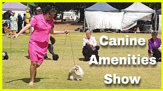 2023 Canine Amenities Show  Non Sporting Dogs Best amp Classes [upl. by Navillus87]