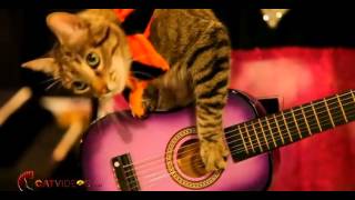 AcroCats Music Video [upl. by Leslie]