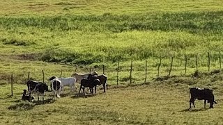 PREÇO DA ARROBA DO GADO ESTÁ MELHORANDO fazenda gado sitio [upl. by Ylhsa]