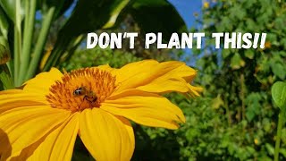 The Worst Plant I Ever Planted Tithonia Diversifolia aka Mexican Sunflower [upl. by Sarnoff820]