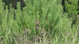 pŕhľaviarik čiernohlavý Saxicola rubicola 3 Kostolište 2852024 [upl. by Gillmore]