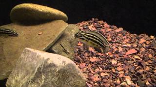 Julidochromis Regani Rare African Cichlids Cichlid Kingdom Juli 500 [upl. by Chernow]