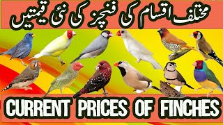 Finch Prices in Pakistan  Price Of Finch In Pakistan  Types Of Finches  Finch Mutations [upl. by Anirhtak]