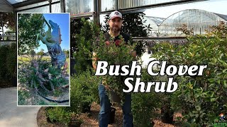 Bush Clover Shrub [upl. by Windy]