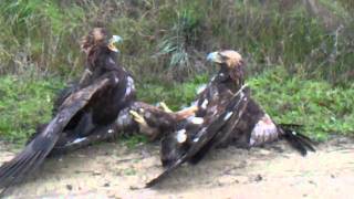 pelea de aguilas reales OyonOion [upl. by Akila]