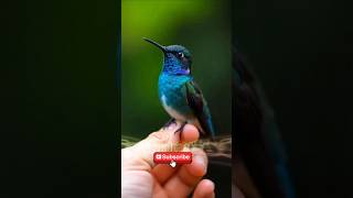 Hummingbird CloseUp The Most Fascinating Bird [upl. by Anesuza]