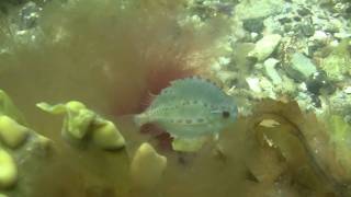 Baby Lumpfish  Natomolen Ebeltoft Denmark [upl. by Greerson]