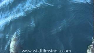 Dolphins swimming really fast in Kerala backwaters [upl. by Solrak671]