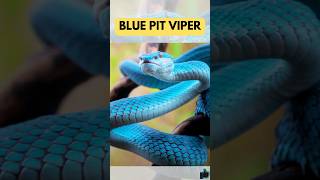 The Most Colorful Snakes Slithering in the Wild shorts viralvideo [upl. by Ahsila633]