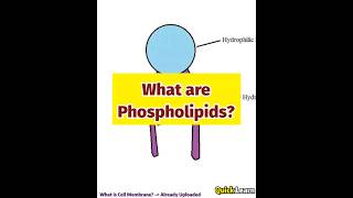 What are Phospholipids Quick Learn biology phospholipids [upl. by Nadabas69]